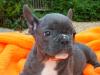Französische Bulldogge Welpen,  mit Papieren     blau,  blue-sable und blue-red-fa