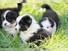 Wunderschöne Australian Shepherd Welpen mit ASCA + VDH Papieren
