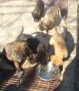Bullmastiff,  Welpen,  mit,  Ahnentafel, 