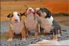 Miniatur Bullterrier Welpen mit VDH Papieren