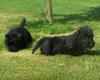 Bildschöne Scottish Terrier Welpen aus VDH /  KfT Zucht