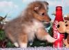 Sheltie Welpen ab 03.07.2016 