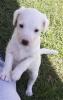 Parson Russell Terrier Rüde