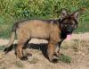Altdeutscher Schäferhund Welpe,  DDR Ostlinien,  Hündin Laika
