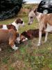 Da Capo Bulldog,  Bulldog,  Familienhund