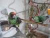 1, 0 Grüner Kongopapagei 