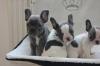 Französische Bulldoggen Welpen mit Papieren gechipt,  geimpft dsfgsf