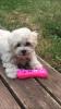 Bichon frise Welpen ,  Allergiker geeignet