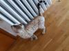Edler Bengal Kater zur Zucht in Snow Lynx 