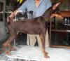 Süße Dobermann welpen