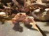 Geckos,  Leopardengeckos Eublepharis macularius,  Hypo Tangerine Tremper Albino