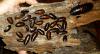 Madagaskar Fauchschaben-Nachwuchs /  Zuchttiere /  Futtertiere/  Gromphadorhina por