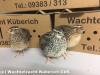 Legewachteln,  Mastwachteln,  Wachtel,  Wachteln - Lieferung möglich!