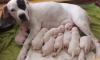 Dogo Argentino Welpen aus VDH /  FCI Zuchtstätte 