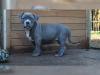 American Pitbull Blueline welpen 12 Wochen alt