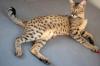 F4 SBT Savannah Katze (A1 Savannahs) - Bulma abzugeben