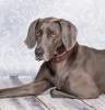 Wurfankündigung Weimaraner-Welpen mit Papieren,  zertifizierter Zwinger,  Spitzen-