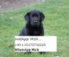 Perfekte Labrador Retrievers-Welpen zu verkaufen.
