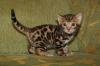 Bengal Kitten,  Reinrassige Bengal Kätzchen