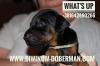 Dobermann Welpen Kupiert