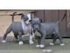 Pitbull Welpe APBT 12 Wochen alt,  weiß