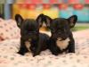 Super Süßer kleiner Französische Bulldogge Rüde ( Braun/ Schwarz )