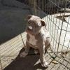 Amstaff Welpen