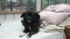 HUNDESITTER,  GASSIGEHER,  HUNDEBETREUUNG