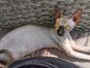 Canadian Sphynx Katzen und Kater