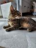 Maine Coon Mix Kitten