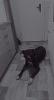 Canecorso boxer old englisch Bulldog
