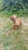 Dogo Canario Welpen Presa de Canario