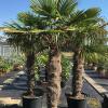 Agave winterhart,  Yucca winterhart,  Palme winterhart