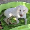 Lumi - liebt andere Hunde