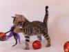 Bengal Kitten mit traumhaften Rosetten