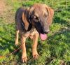 Fridolin sucht ein passendes Zuhause