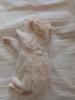 Traumhaftschöne Britisch Langhaar/  Kurzhaar Kitten