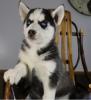 Reinrassige Siberian Husky Welpen. .