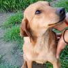 Ruby - die liebe Maus sucht aus Platzgründen dringend ein Zuhause