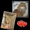 Drei reinrassige Maine Coon Abgabebereit
