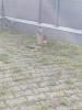 Kaninchen Dame