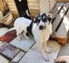 Lissy sucht ein passendes Zuhause