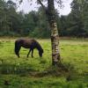 W,  Reiterin 18 - 35 J,  Lust auf ein Fotoshooting mit Pferd ? ,  Lust auf sinnlich