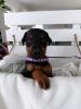 Dobermann Welpen suchen ab Ende März ein neues zu Hause