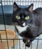 LINA - europäische Kurzhaarkatze - 9 Jahre - Tierhilfe-Franken e.V.