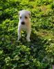 Eni sucht ein passendes Zuhause