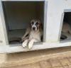 Lusy sucht ein passendes Zuhause