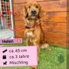 Helen (w),  3 Jahre,  43 cm, 