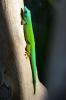 Taggeckos (Phelsumen),  div. Nachzuchten