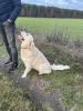 Golden Retriever Rüde sucht Hündin Deckrüde
